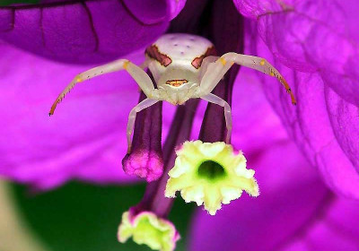 Creepy Crawlers