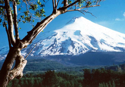 Majestic Trees