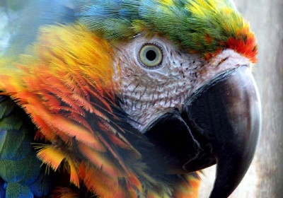 Parrots