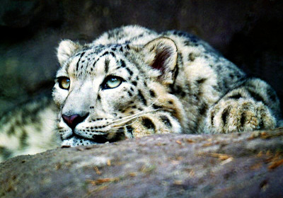 Animal Kingdom