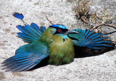 Birds of a Feather