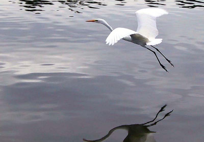 Egrets