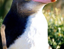 5 Penguin in New Zealand 800