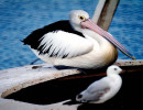 birds australia 2 800