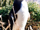 22 Penguin in New Zealand on guard 800