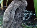 32 Baby penguin from Dunedin  New Zealand 800