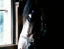 35 Portrait of a horse in Christchurch  New Zealand 800