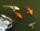 45. Fish 800