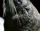 8 Sea Lion on the southern coast of Chile 800