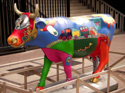 classy cow 11 800