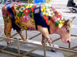 classy cow 12 800