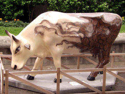 classy cow 14 800