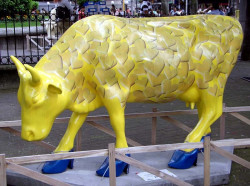 classy cow 15 800