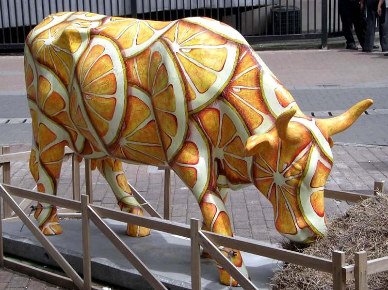 classy cow 2 800