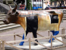classy cow 3 800