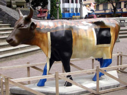 classy cow 3 800