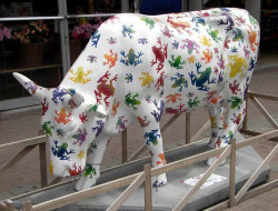 classy cow 9 800