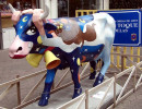 classy cow 17 800