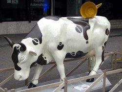 classy cow 20 800