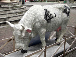classy cow 31 800