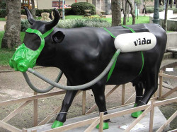 classy cow 34 800