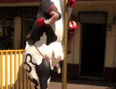 classy cow 36 800