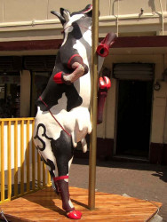 classy cow 36 800