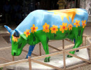 classy cow 37 800