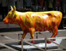classy cow 38 800