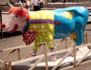 classy cow 40 800
