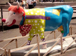 classy cow 40 800