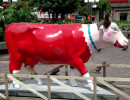 classy cow 41 800