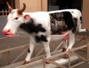 classy cow 44 800