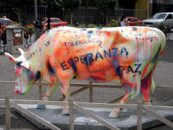 classy cow 46 800