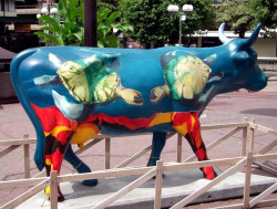 classy cow 47 800