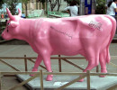classy cow 49 800