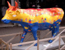 classy cow 51 800