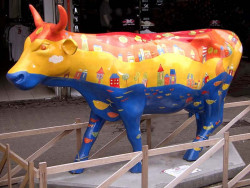 classy cow 51 800