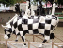classy cow 53 800