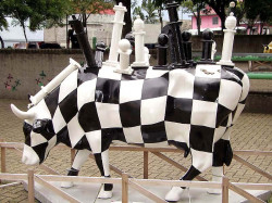 classy cow 53 800