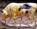 classy cow 54 800