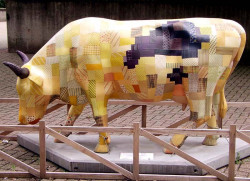 classy cow 54 800