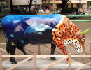classy cow 55 800