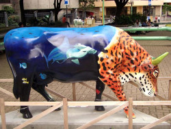 classy cow 55 800