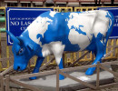classy cow 57 800