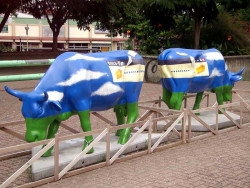 classy cow 58 800