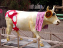 classy cow 59 800