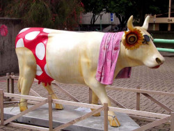 classy cow 59 800