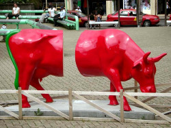 classy cow 60 800