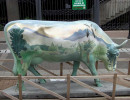 classy cow 62 800